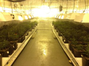 Designing More Sustainable Cannabis Facilities